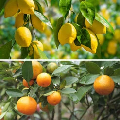 Orange And Lemon Tree Collection