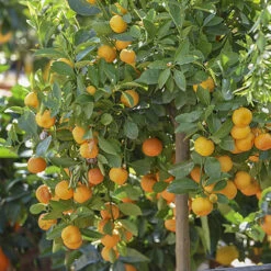 Orange And Lemon Tree Collection -Flower Harvest Shop 340073 2