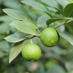 Citrus Grove Collection, Orange, Lemon And Lime -Flower Harvest Shop 340081 6