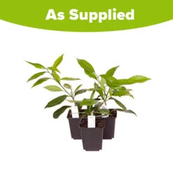 Citrus Grove Collection, Orange, Lemon And Lime -Flower Harvest Shop 340081 7