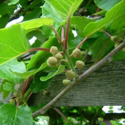 Actinidia Deliciosa - Kiwi Fruit 'Jenny' -Flower Harvest Shop 340098 3