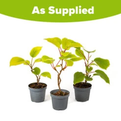 Actinidia Deliciosa - Kiwi Fruit 'Jenny' -Flower Harvest Shop 340098 4