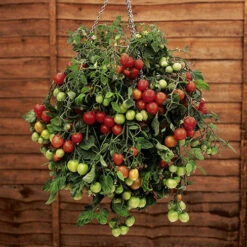 Flower Harvest Shop -Flower Harvest Shop 370026 1