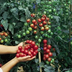 'Tumbling Tom' Tomato -Flower Harvest Shop 370026 3