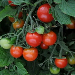 'Tumbling Tom' Tomato -Flower Harvest Shop 370026 4