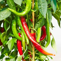Chilli Collection -Flower Harvest Shop 370073 2