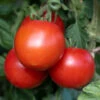 Tomato 'Moneymaker'
