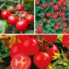 Tomato Collection