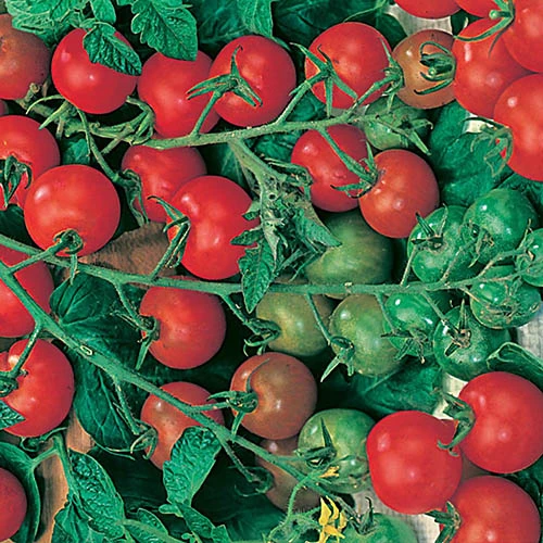 Tomato Collection 9cm X 3 2 Tomato Collection 9cm X 3 - Image 2