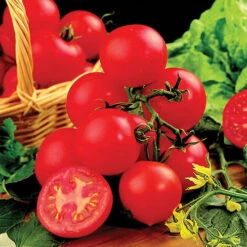 Tomato Collection 9cm X 3 6 Tomato Collection 9cm X 3 -Flower Harvest Shop 370100 2