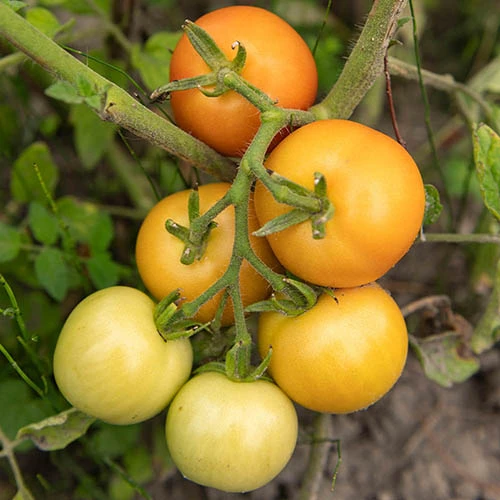 Tomato Collection 9cm X 3 4 Tomato Collection 9cm X 3 - Image 4