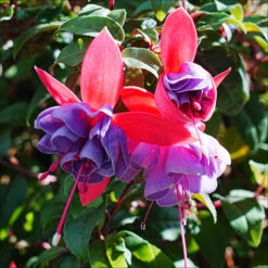 American Fuchsia Collection -Flower Harvest Shop 400072 2