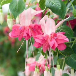 American Fuchsia Collection -Flower Harvest Shop 400072 4