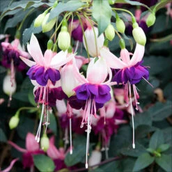 American Fuchsia Collection -Flower Harvest Shop 400072 5