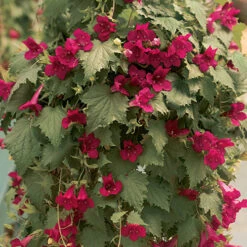 Lofos Burgundy Wine -Flower Harvest Shop 400087 1