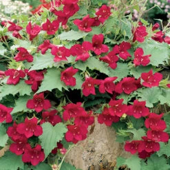 Lofos Burgundy Wine -Flower Harvest Shop 400087 2