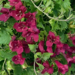 Lofos Burgundy Wine -Flower Harvest Shop 400087 4