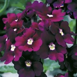 'Samira' Verbena Trailing Collection -Flower Harvest Shop 400088 2