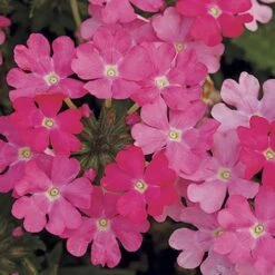 'Samira' Verbena Trailing Collection -Flower Harvest Shop 400088 3