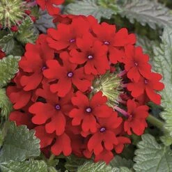 'Samira' Verbena Trailing Collection -Flower Harvest Shop 400088 4