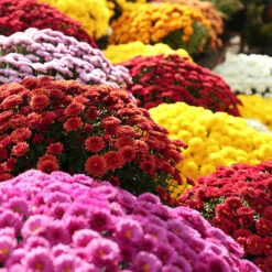 Chrysanthemum 'Garden Mums' Collection -Flower Harvest Shop 400161 2