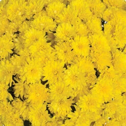 Chrysanthemum 'Garden Mums' Collection -Flower Harvest Shop 400161 3