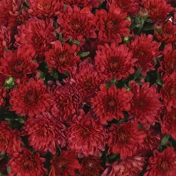Chrysanthemum 'Garden Mums' Collection -Flower Harvest Shop 400161 4