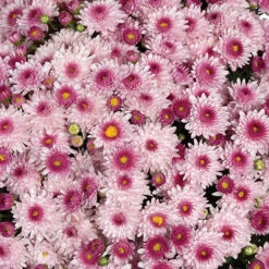 Chrysanthemum 'Garden Mums' Collection -Flower Harvest Shop 400161 5