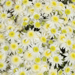 Chrysanthemum 'Garden Mums' Collection -Flower Harvest Shop 400161 7