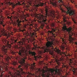 Chrysanthemum 'Garden Mums' Collection -Flower Harvest Shop 400161 8