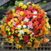 Begonia 'Super Cascade' Mix