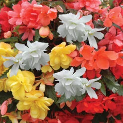 Begonia 'Super Cascade' Mix -Flower Harvest Shop 400543 1