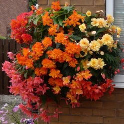 Begonia 'Super Cascade' Mix -Flower Harvest Shop 400543 2