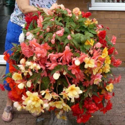 Begonia 'Super Cascade' Mix -Flower Harvest Shop 400543 3