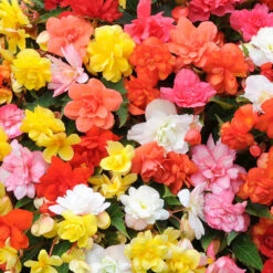 Begonia 'Super Cascade' Mix -Flower Harvest Shop 400543 4