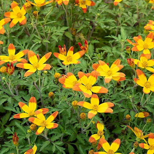 Bidens 'Hawaiian Flare' 2 Bidens 'Hawaiian Flare' - Image 2