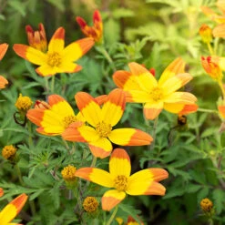 Bidens 'Hawaiian Flare' 7 Bidens 'Hawaiian Flare' -Flower Harvest Shop 400551 3