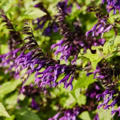 Salvia 'Amistad' -Flower Harvest Shop 400667 2