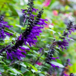 Salvia 'Amistad' -Flower Harvest Shop 400667 3