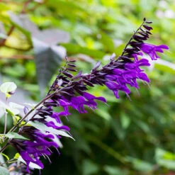 Salvia 'Amistad' -Flower Harvest Shop 400667 4