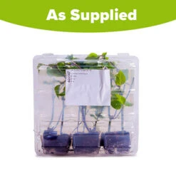 Salvia 'Amistad' -Flower Harvest Shop 400667 5