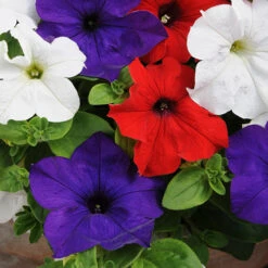 'Patriotic Petunia' Hanging Basket Plug Plants -Flower Harvest Shop 400763 2
