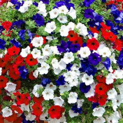 'Patriotic Petunia' Hanging Basket Plug Plants -Flower Harvest Shop 400763 6