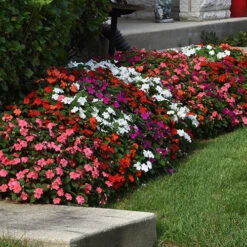 Busy Lizzie 'Beacon' 11 Busy Lizzie 'Beacon' -Flower Harvest Shop 400804 2