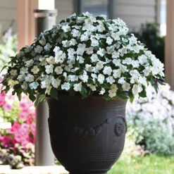 Busy Lizzie 'Beacon' 14 Busy Lizzie 'Beacon' -Flower Harvest Shop 400804 5