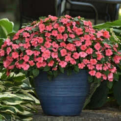 Busy Lizzie 'Beacon' 15 Busy Lizzie 'Beacon' -Flower Harvest Shop 400804 6