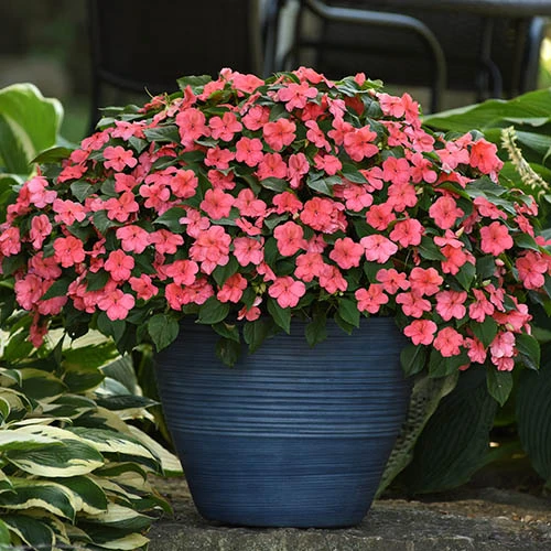 Busy Lizzie 'Beacon' 7 Busy Lizzie 'Beacon' - Image 7