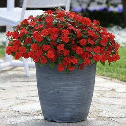 Busy Lizzie 'Beacon' 16 Busy Lizzie 'Beacon' -Flower Harvest Shop 400804 7