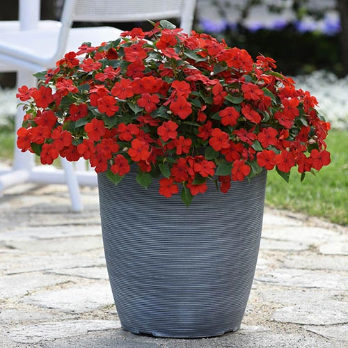 Busy Lizzie 'Beacon' 8 Busy Lizzie 'Beacon' - Image 8