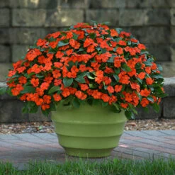 Busy Lizzie 'Beacon' 17 Busy Lizzie 'Beacon' -Flower Harvest Shop 400804 8